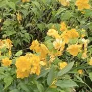 ❇︎kira❇︎ プロフお読み下さいの画像