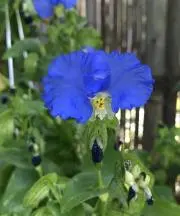 コンメリナ１１８７の画像