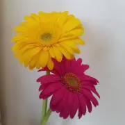 あんずの画像