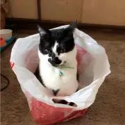 クロ