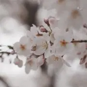 ♡sakura♡の画像