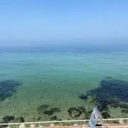 たこ　値下げ交渉◯の画像