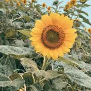 すん★即購入OKです！の画像