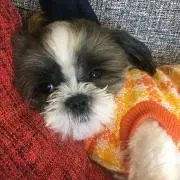 ごんちゃん