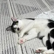 youkaの画像