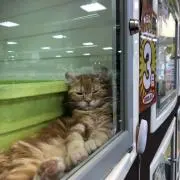 ダルメシアン