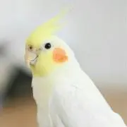 sevaの画像