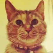 kumi