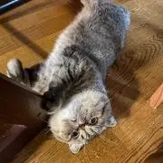 kkの画像