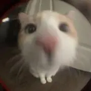 ＾＾の画像