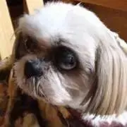 ミク