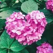 みんみんの画像