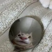 mu-moの画像