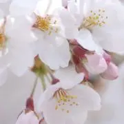 hana87の画像