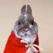 キム