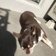 タンの画像