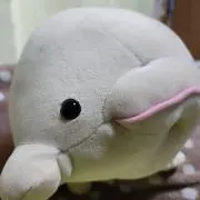 シロイルカの画像