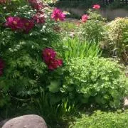 ジジの画像