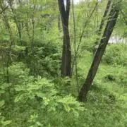 ウーパールーパーの画像