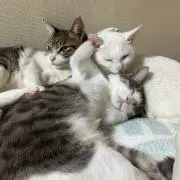 minaの画像