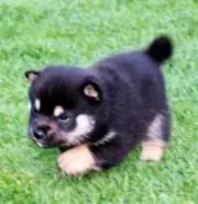 あずきしばの画像