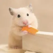 みつ♡の画像