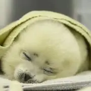 ゆあの画像