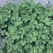 まるもの画像
