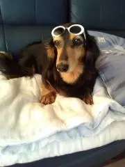 リリー