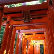 美桜の画像