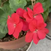 こくまの画像
