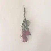 y u