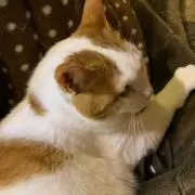ちゃのの画像