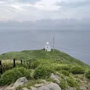 tarobetti