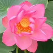 かぺの画像