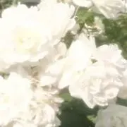 ♡の画像