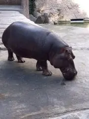 いのきちのみるくの画像