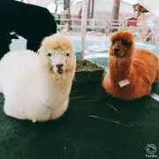 すみっこねこ
