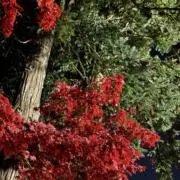 かのの画像