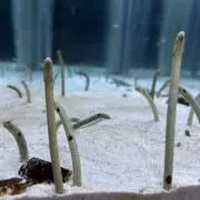 アナゴの画像