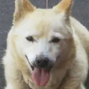 Watapuki