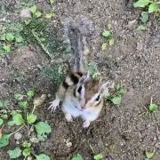 sayaの画像