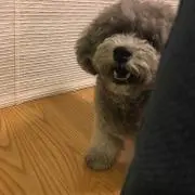 シェリ子