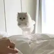 しぶの画像