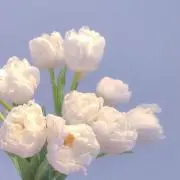 こまの画像
