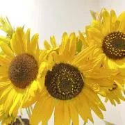 さっこの画像