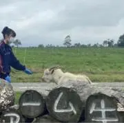 くーちゃんの画像