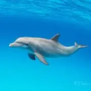 taeの画像