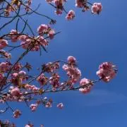 かの画像