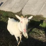 nyujiの画像